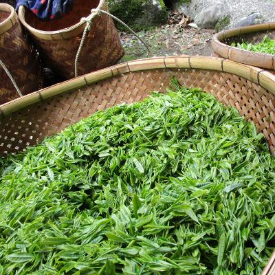 ふるさと納税 川根本町 生粋川根茶(16)澤本園の「茶心・千寿百楽・川根大はしり・大はしり・八十八夜摘」100g袋×5本 |  | 02