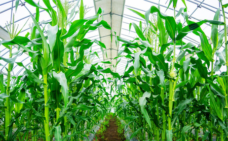定期便 季節 野菜 詰め合わせ 500g 6ヶ月 連続お届け 果物 産地直送 朝どれ 詰め合わせ とれたて 濃厚 ごほうびとまと 風の子ファーム ﾌﾙｰﾂﾄﾏﾄ ほうれんそう 白菜 ｷｬﾍﾞﾂ ﾌﾞﾛ