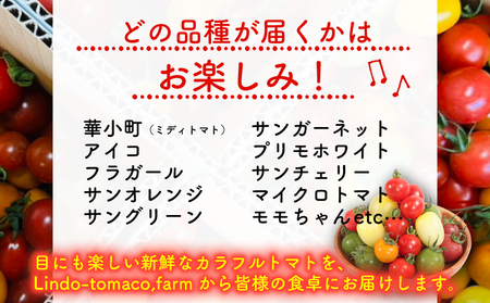 【先行予約】カラフルミニトマト 約1.8kg トマト
