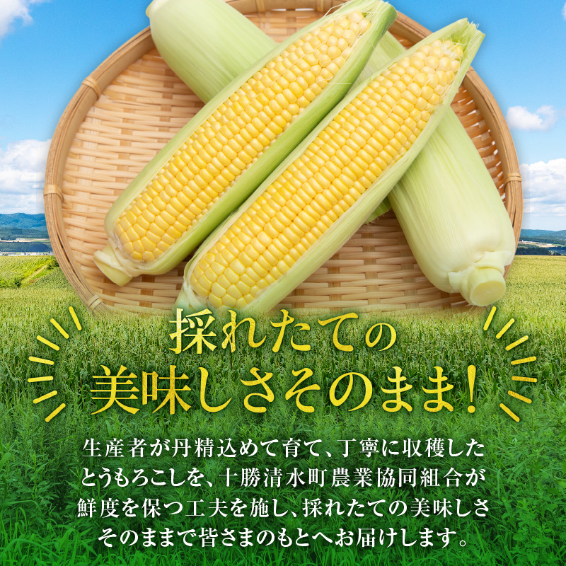 【2026年8月～発送開始！】北海道十勝清水町産 黄金の甘さ ゴールドラッシュ！サイズ混合 10～12本 【北海道産 2026年 とうもろこし とうきび 産直 産地直送 サイズ混合 野菜 家庭用 清水