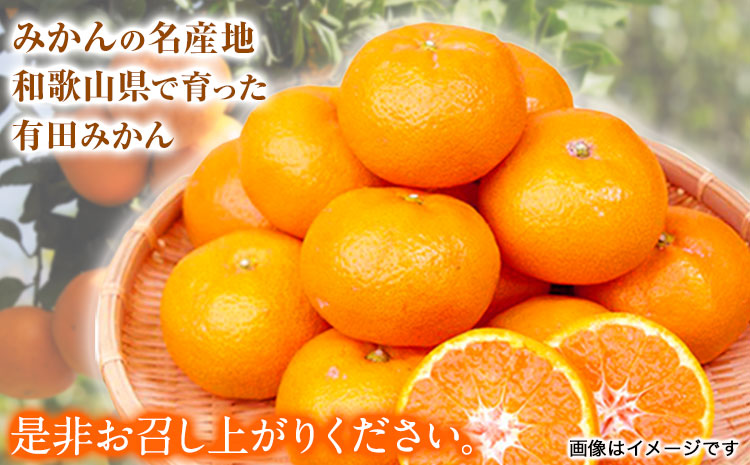 ＜先行予約＞【ご家庭用訳アリ】紀州有田産 濃厚完熟温州みかん 約7.5kg 株式会社魚鶴商店《2025年11月下旬-2026年2月上旬頃出荷》 和歌山県 日高町 みかん 温州みかん 完熟 濃厚 柑橘 