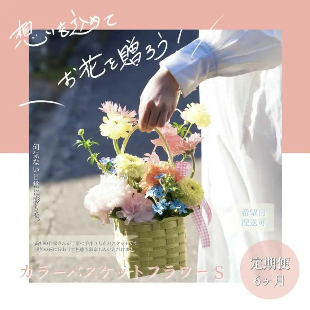 【6回定期便】季節の生花カラーバスケットフラワーS / お花 フラワー ミニサイズ アレンジメント カラーバスケット おしゃれ インテリア 省スペース プチギフト おまかせ 手作り 雑貨 季節の便り 初心者 高知【株式会社tomoni】[ATCG057]