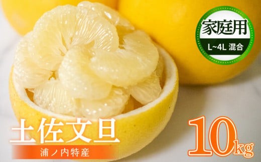 【早期予約開始 2027年2月頃より順次発送】 訳あり 文旦 家庭用 土佐文旦 10kg L ~ 4L サイズ 混合 果物 フルーツ 文旦 ぶんたん ブンタン 浦ノ内 みかん 蜜柑 柑橘 分担 旬 時期 予約開始 産地直送 美味しい おいしい 爽やか スイーツ おやつ デザート  皮 ピール 砂糖 漬け ビタミン ジューシー フレッシュ 新鮮 明神果樹園 高知県 須崎市