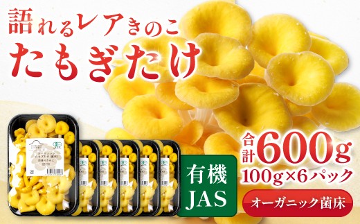 オーガニック菌床たもぎたけ6パック【タモギ茸 きのこ たもぎ茸 キノコ セット 茸 詰め合わせ たもぎたけ タモギタケ エルゴチオネイン だし 出汁】