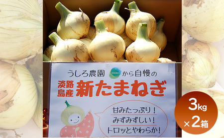 淡路島産 新玉ねぎ 3kg × 2箱 うしろ農園 極早生 玉ねぎ 玉葱 タマネギ 甘い 野菜 兵庫県 洲本市 淡路島