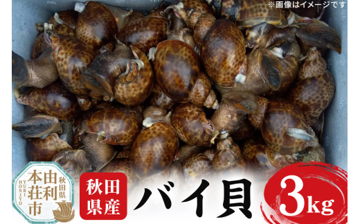 《一部地域限定配送》活バイ貝 3kg 由利本荘市産 [活 バイ貝 ばい貝 貝 魚介 海鮮 泥抜き 大ぶり 秋田県産 由利本荘市産]
