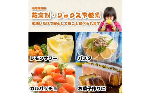 【訳あり】グリーンレモン1kg 《栽培期間中：防腐剤・ワックス不使用》2026年10月発送予定 檸檬 柑橘 果物 くだもの フルーツ 瀬戸内 251004