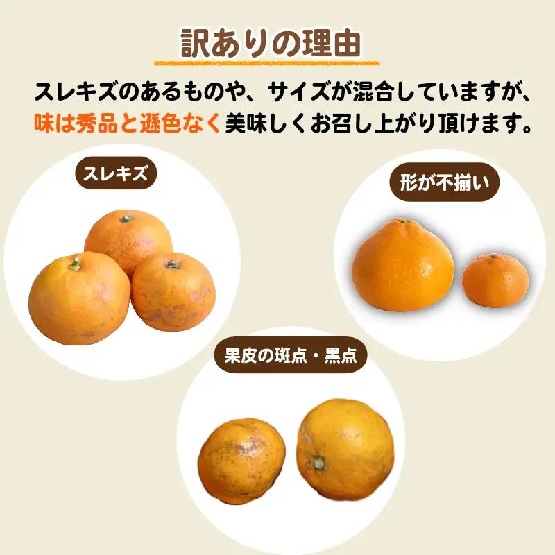 【2026年11月発送】訳あり 温州みかん 10kg + 500g(傷み補償分) みかん