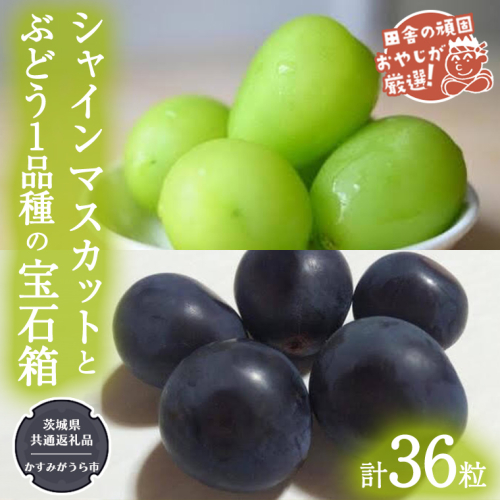 「粒々ぶどう36粒」 シャインマスカット と ぶどう1品種の宝石箱【令和6年8月より発送開始】（茨城県共通返礼品：かすみがうら市産） ぶどう ブドウ 葡萄 果物 フルーツ 茨城県産 [BI443-NT]