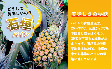 【先行予約】石垣島産 スナックパイン (4玉 約3㎏) 《5月上旬頃より順次発送》【 産地直送 沖縄 石垣 パイナップル フルーツ 】TP-8