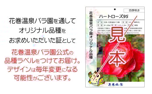 花巻温泉バラ園 オリジナル品種「花巻おとめ80」　新苗　<2025年6月より随時発送> 【2000】