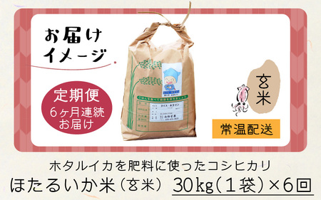 【訳あり】ほたるいか米（玄米30kg）×6回 計180kg【6ヶ月定期便】【訳あり 米 コシヒカリ こしひかり ほたるいか ホタルイカ お米 ブランド米 富山 滑川】[O-021003]