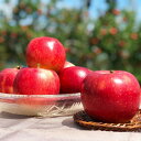 【ふるさと納税】 完熟りんご【千秋】約5kg | 果物 フルーツ りんご 珍しい 希少 信州 立科町