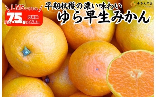 
                  ゆら早生 みかん 箱込7.5kg (内容量 6.8kg) SMLサイズのいずれか 秀品 優品 混合 有田みかん 和歌山県産 【みかんの会】
                