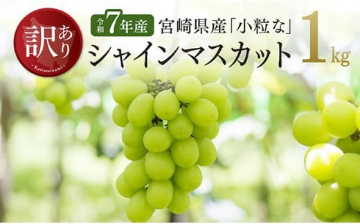 【令和７年産】【訳あり】宮崎県産　小粒なシャインマスカット1kg 【 ぶどう 果物 葡萄 フルーツ ブドウ デザート 川南町産 数量限定 期間限定 】 [C03401]