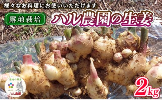 
【先行受付】ハル農園の新しょうが 2kg 【発送期間：11月20日～11月30日】ハル農園 生姜 数量限定 新生姜 生姜焼き シロップ ジンジャーエール 甘酢 露地栽培 ジャム 秋 旬 国産 野菜 薬味 愛媛県 愛南町 お試し 試供品 5000円
