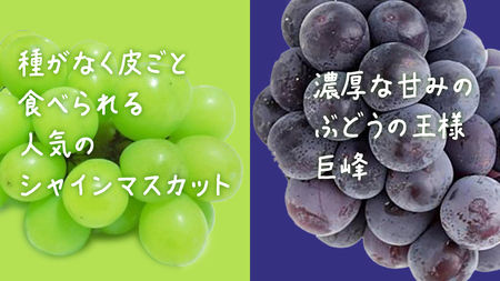 【 お中元 桐箱入り 】 シャインマスカット & 巨峰 (各１房) 【2025年7月上旬発送開始】(茨城県共通返礼品：大子町) ぶどう 葡萄 マスカット フルーツ 果物 贈答用 ギフト 贈り物