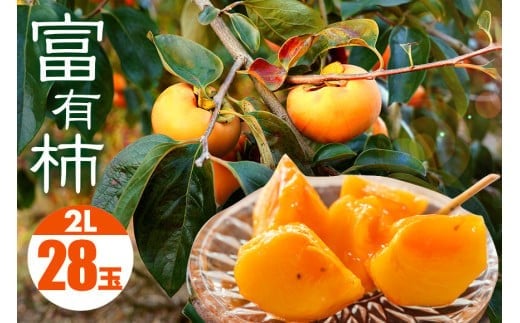 
            【 2025年 先行予約 】 富有柿 2L 28玉 (14玉×2段箱) 坂川果樹園 柿 甘い柿 かき 富有カキ 甘い 果物 フルーツ くだもの カキ 富有かき 秋 旬 甘柿 糖度 贈答用 贈答品 ギフト 贈り物 品種 ブランド 11月 12月 発送 産地直送 農家直送 産直 茨城県 石岡市 (A20-002)
          
