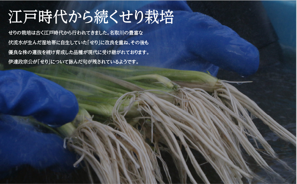 【期間限定】シャキシャキ食感の根付き仙台セリ（500g）4～5人前