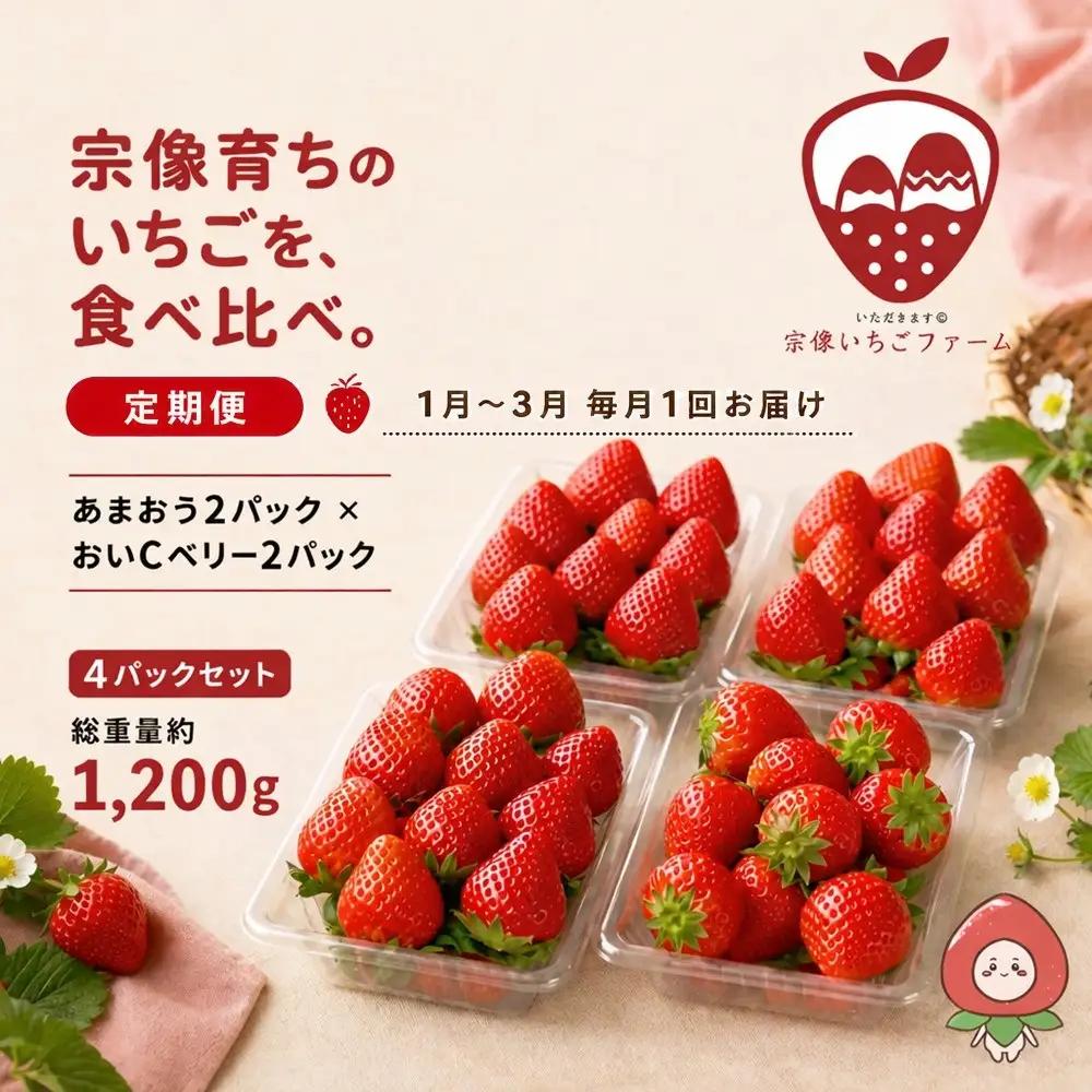 【先行予約】【2027年1月より順次発送】【3ヶ月毎月お届け】人気のいちご 2品種食べ比べ定期便【宗像いちごファーム】_AM0214-00 苺 イチゴ あまおう おいCベリー 福岡県宗像市 宗像市 福岡 宗像