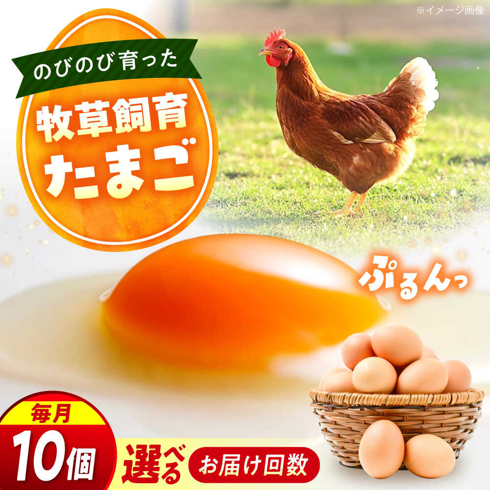 【ふるさと納税】【回数が選べる定期便】天心山 たまご10個 卵 たまご 高級 食品 たまごかけご飯 卵かけご飯 卵焼き 生卵 濃厚 ケーキ お菓子 づくり ランキング 人気 おすすめ 定期便 送料無料 産地直送 新鮮 鶏卵 生食用 玉子 TKG 広島県福山市/天心山ファーム[BABW021]