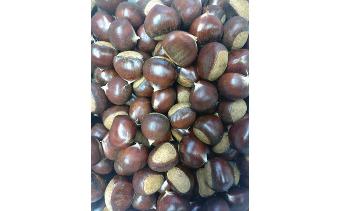 【先行予約】高級生栗 まるっこ栗  約1kg ＜2025年10月中旬〜発送＞  夢甘栗 秀品 生栗 生 くり 栗 果物 クリ 秋 和栗 栗ご飯 季節限定 【仁淀川流域夢甘栗生産者組合 くり蔵】 [AT