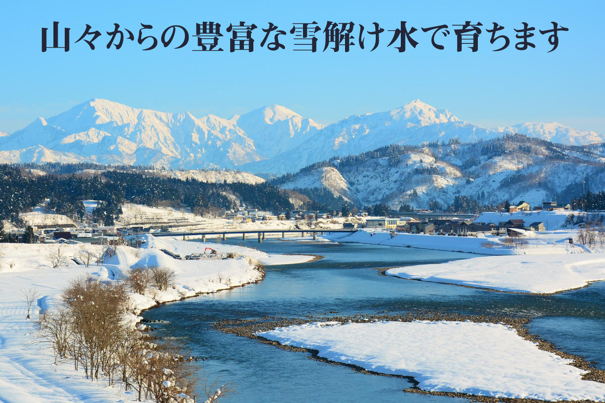 令和5年産 農家直送！ 魚沼産 コシヒカリ 精米 5kg （ 米 こしひかり お米 こめ コメ 魚沼産コシヒカリ 魚沼 新潟 魚沼産こしひかり おこめ 白米 ）