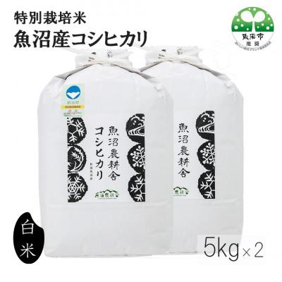ふるさと納税 魚沼市 【令和8年産先行受付】米農家自慢の 特別栽培米 魚沼産 コシヒカリ(精米)10kg(5kg×2袋)