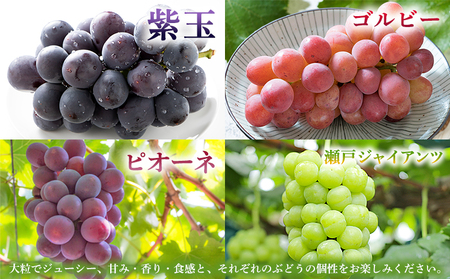 ＜西予の極上ぶどう極み彩り 約2kg＞ 果物 くだもの フルーツ ぶどう 葡萄 ブドウ 7種 詰め合わせ 食べ比べ 藤稔 瀬戸ジャイアンツ ゴルビー ピオーネ 紫玉 特産品 ファームNINOMIYA 