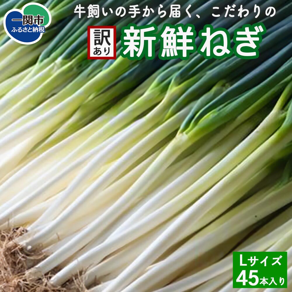 【ふるさと納税】先行予約【訳あり】牛飼いの手から届く、こだわりの新鮮ねぎ Lサイズ 45本 ふるさと納税 長ねぎ 産直直送 産直
