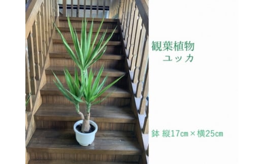 066-11 観葉植物 ユッカ 1鉢