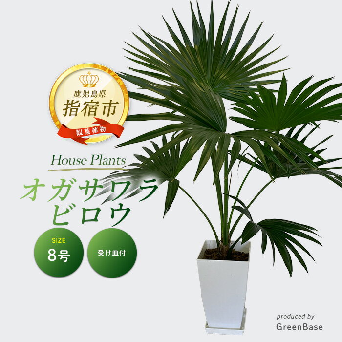 【ふるさと納税】オガサワラビロウ8号サイズ(鉢底より高さ90cm前後・ホワイト鉢・受け皿付)南国鹿児島県で育った観葉植物！ ※北海道・沖縄・離島配送不可※ 観葉植物 植物 鉢付 室内 緑 グリーン インテリア おしゃれ プレゼント ギフト 贈答用 贈り物 贈答品【GreenBase】