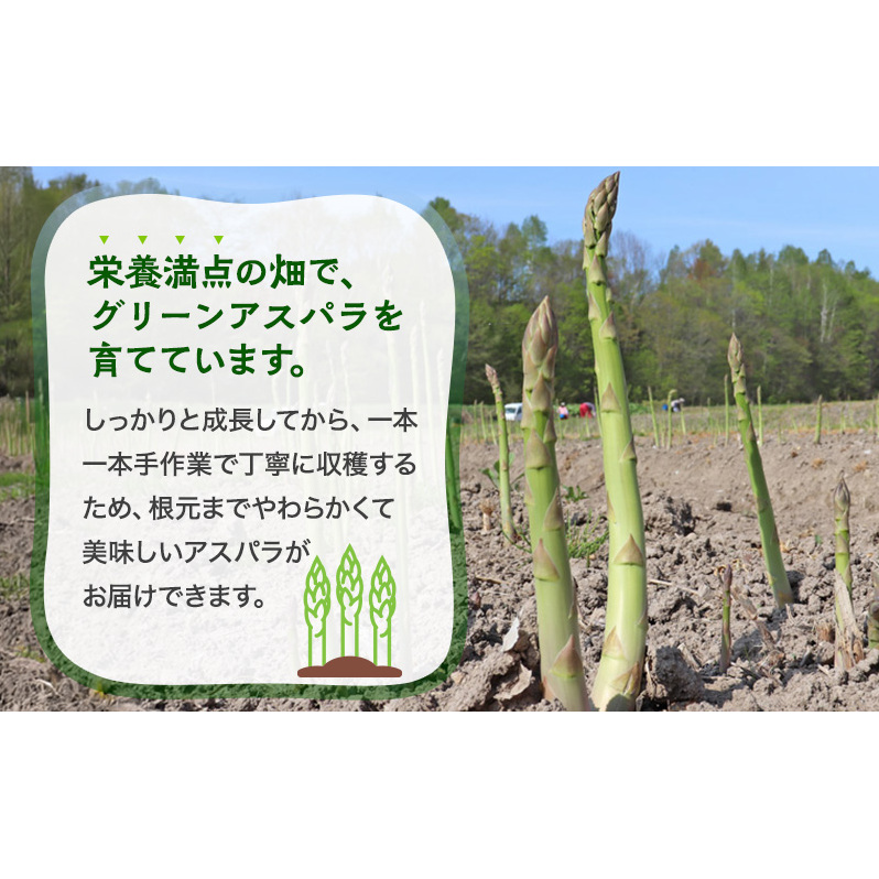 数量限定！【2026年分先行予約】 アスパラガス 専門農家 の 特選 グリーン アスパラ 800g  L サイズ 原農園 アスパラ あすぱら 野菜 北海道 上富良野町_イメージ2