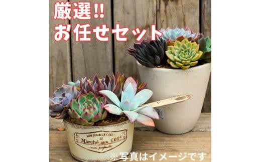 730.【厳選株】【農場直送】多肉植物エケベリア ぷっくり充実株!! おまかせ14品種セット※着日指定不可※北海道・沖縄・離島への配送不可【植物 多肉植物 エケベリア 園芸 インテリア 観葉植物 農場直送 産地直送 セット おすすめ 人気】