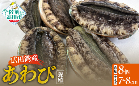 肉厚！ 広田湾産 養殖あわび 8個セット (殻長 7cm～8cm) アワビ