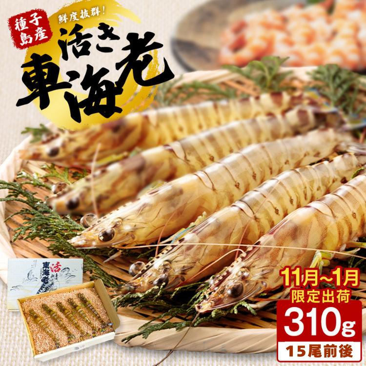 種子島 産 活車 えび 310ｇ　NFN085 【375pt】