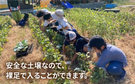 糸島で農業体験(3名) 栽培期間中農薬不使用 無化学肥料 無除草剤の畑で野菜のお世話体験！[AAL003]