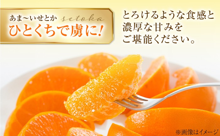 柑橘 蜜柑 みかん ミカン せとか 訳あり 訳アリ 3kg 小玉 愛媛