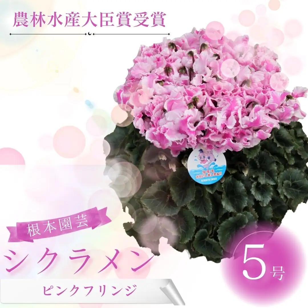 【先行予約】シクラメン ピンクフリンジ 5号鉢 根本園芸 | シクラメン 農林水産大臣賞