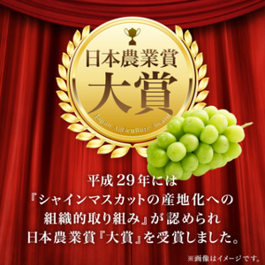 【先行受付】JA中野市直送!大房シャインマスカット2房1.3kg以上2024年9月下旬～11月上旬発送【配送不可地域：離島】【1459211】