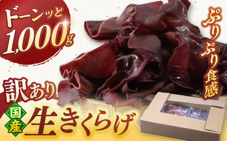 【お中元対象】福岡県産生きくらげ 1kg ADBA001 きくらげ