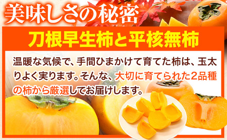 【先行予約】訳あり たねなし柿7.5kg《9月中旬-11月上旬頃より出荷予定》柿柿柿柿