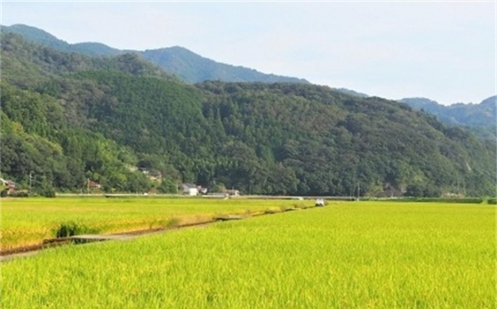 【 12ヶ月定期便】内子からり米　令和7年産ヒノヒカリ（玄米10kg×1袋）×12ヶ月【北海道・沖縄配送不可】