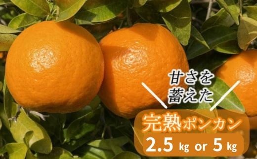 
            【先行予約】越年完熟室戸ポンカン2.5kg 5kg みかん ぽんかん ポンカン ﾎﾟﾝｶﾝ 家庭用 土佐くだもの畑 高知 みかん ミカン 蜜柑 mikan 果物 くだもの フルーツ 柑橘 濃厚 甘い 甘味 産地直送 農家直送 数量限定 国産 高知県産 室戸 sa003
          