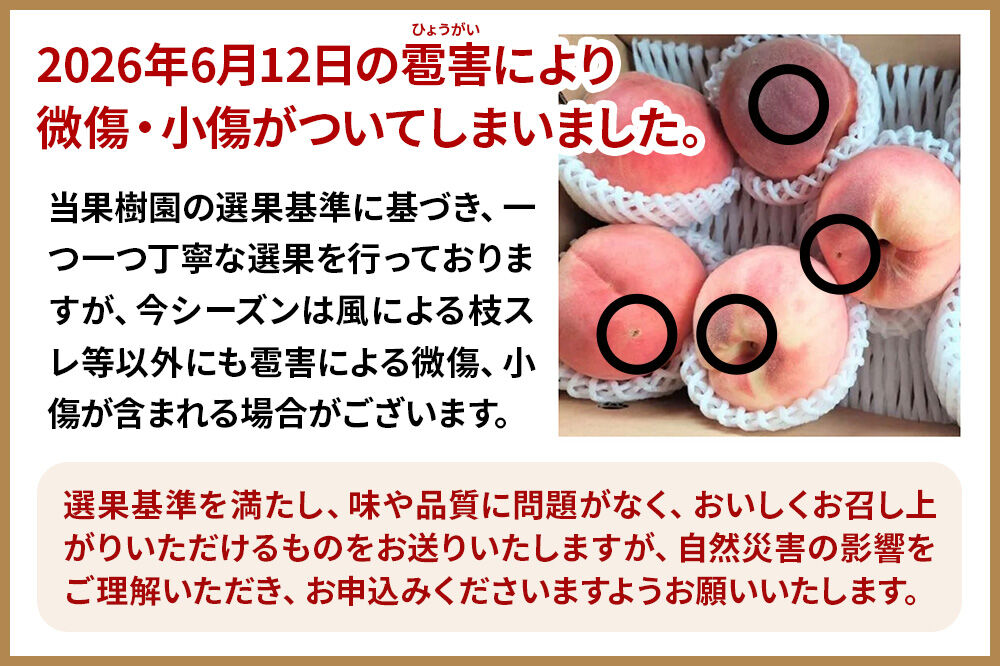 《先行受付！8月中旬より順次発送》モモの王様 川中島白桃 約3kg（9～13玉前後） [先行予約 もも モモ 白桃 はくとう 果物 フルーツ 産地直送 お取り寄せ]