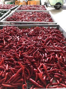 【熊野唐辛子】プサジュエラ（乾燥） 1000g