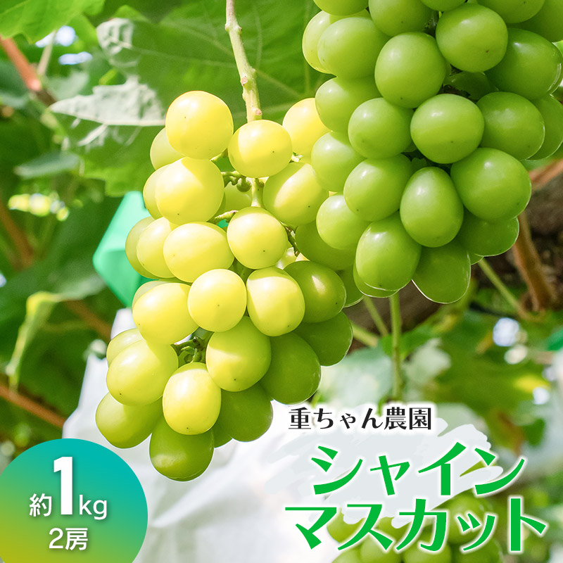 【令和8年産先行予約】 大人気 シャインマスカット 2房 （約1kg） 山形県鶴岡産 重ちゃん農園