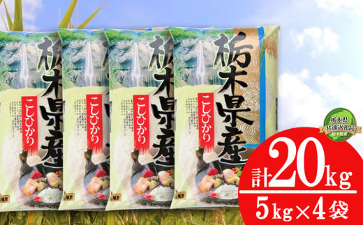 【栃木県共通返礼品・栃木県産】【定期便3回】食味ランキング「特A」 こしひかり 20kg | 白米 精米 お米 ブランド米 栃木県 特産品 送料無料 下野市