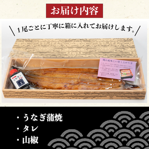 国産 うなぎ 蒲焼き 4尾150g以上 × 4本入 計600g 以上 ( 鰻 うなぎ うなぎ ふっくら鰻 大人気鰻 鰻蒲焼 鰻蒲焼き 滋賀県鰻 竜王町鰻 さんしょう たれ セット 本格鰻 ふっくらうな