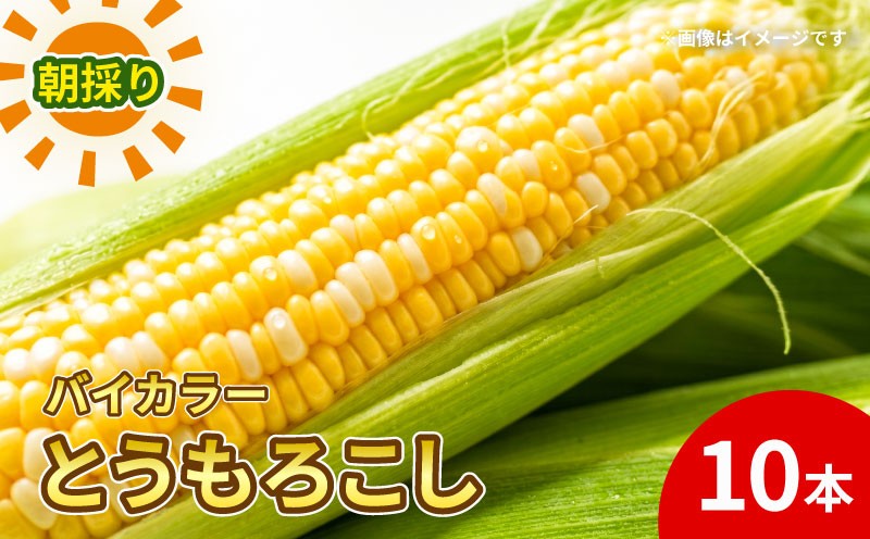
                  【先行予約】 朝もぎ とうもろこし バイカラー 10本 《6月中下旬より順次発送》 京都 京都府 コーン トウモロコシ ミルフィーユ ミルキーシュガー 久御山 久御山町 新鮮 甘い 糖度 朝どれ 朝採れ 野菜 旬 産地直送 ギフト 夏野菜 秋野菜 1万円 10000円 農園Wave village
                
